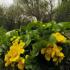 Блатен тъжник: красив, но отровен Съобщение за растението невен