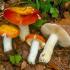 Russula-sienet ovat niin maukkaita ja terveellisiä: puhutaanpa niiden hyödyistä ja haitoista