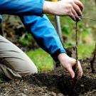Ежевика садовая – посадка, выращивание и уход, размножение, обрезка Как пересадить ежевику весной